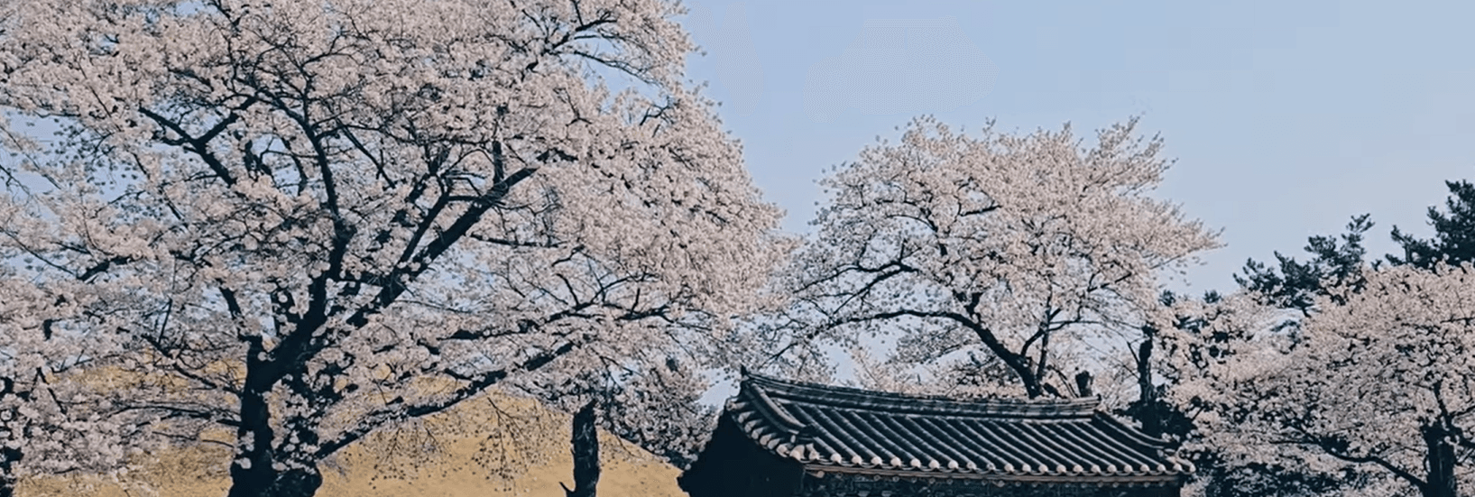 🌸 2026 South Korea Cherry Blossom Guide: 4 Hidden Gems You Must Visit 🌸